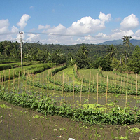 Photo de Bali - Banjar et Gitgit